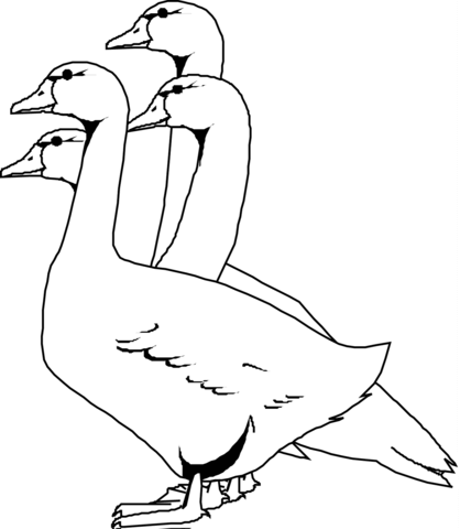 Four Geese Coloring Page